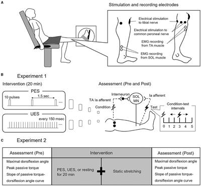 Effects of patterned electrical sensory nerve stimulation and static stretching on joint range of motion and passive torque